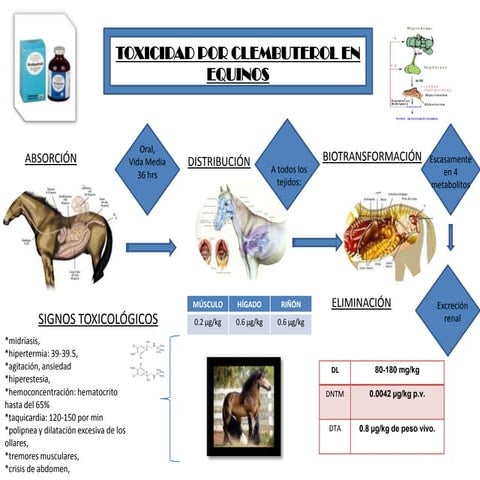 Ciclo del Clembuterol en caballos | PPTX