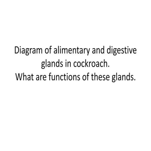 Diagram of alimentary and digestive glands in cockroach