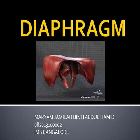 Diaphragm Anatomy
