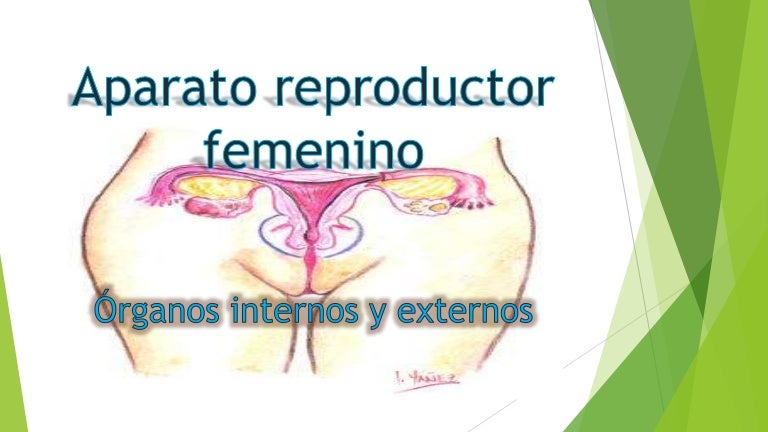 aparato reproductor masculino hueso pubico funcion