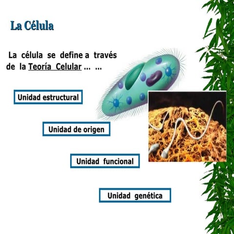 teoria celular