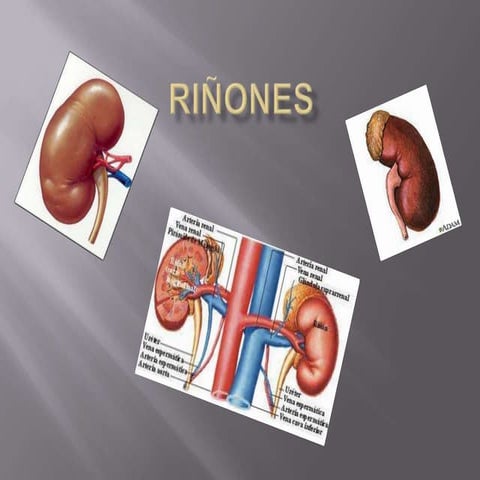 Funcionamiento y funciones vitales de los riñones para la salud | PDF