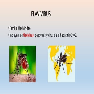 Flavivirus | PPTX