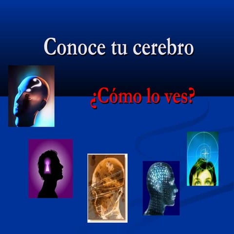 Diapositivas cerebro