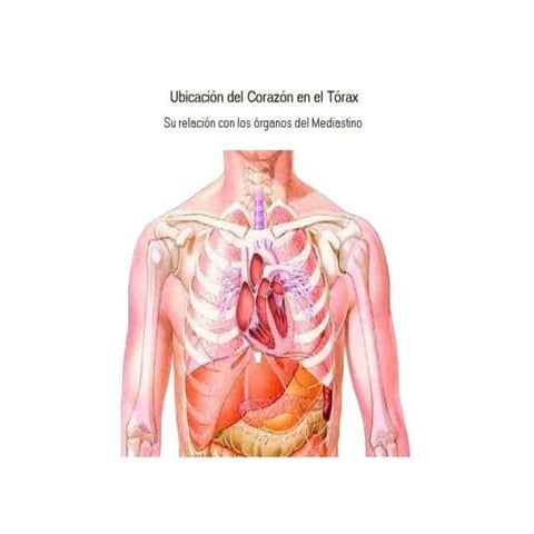 Diapositivas de corazon