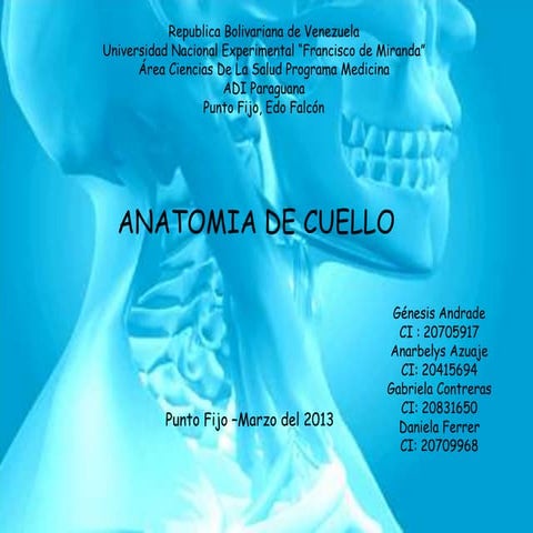 anatomia del cuello 