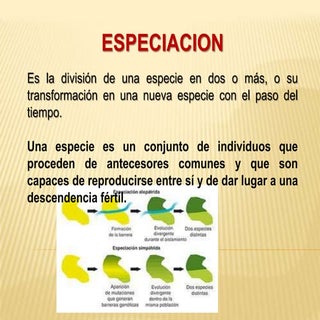 Diapositivas especiacion
