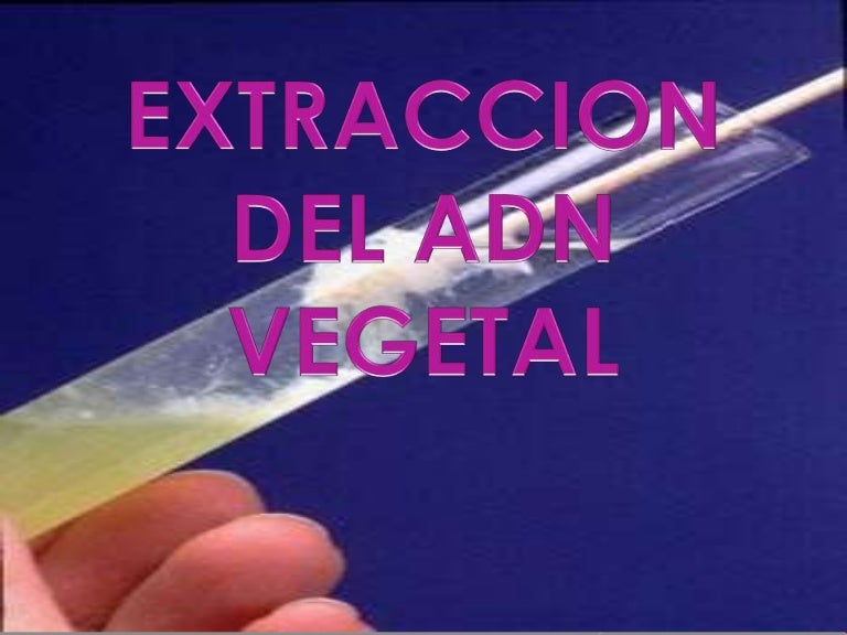 Diapositivas extraccion de adn vegetal[1]