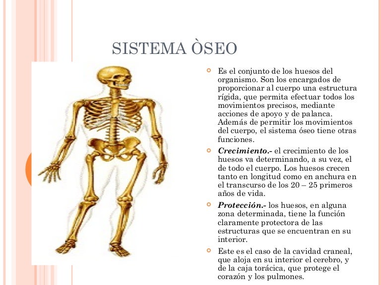 EL SISTEMA OSEO POR ERIKA MOSQUERA