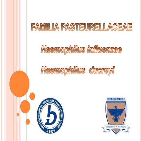 Diapositivas haemophilus influenzae