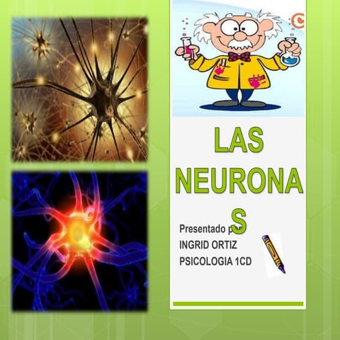 Diapositivas las neuronas
