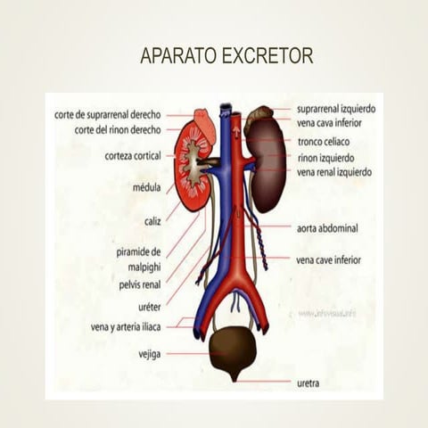 DIAPOSITIVAS SISTEMA EXCRETOR.pptx