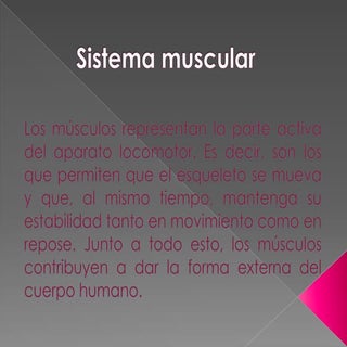 Diapositivas sistema muscular