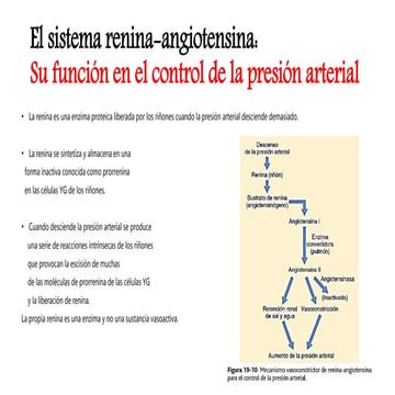 El sistema renina-angiotensina guyton
