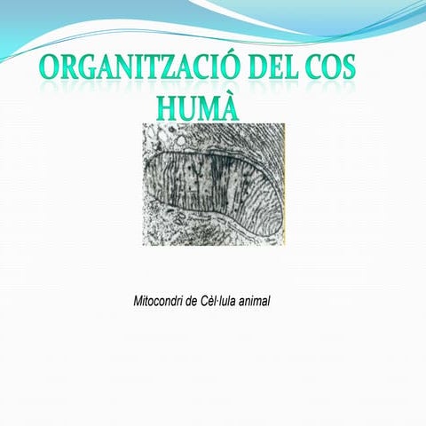 Diapositives (12) organització del cos humà | PPT