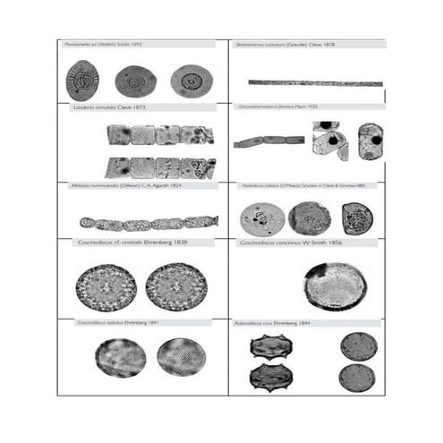 Diatomeas ok | PDF