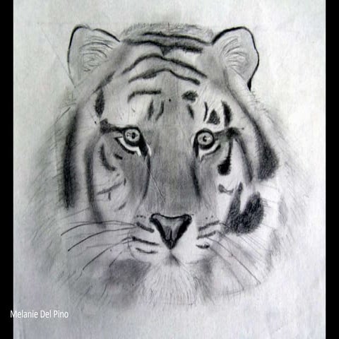 Dibuix d'observació 13-14