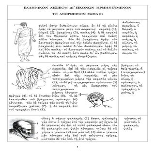 Diccionario en imagenes cuerpo humano