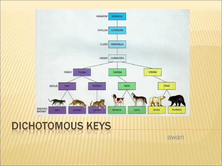 Grade 7 Dichotomous Keys