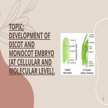 Deveopment of embryo in monocot and dicot | PPTX