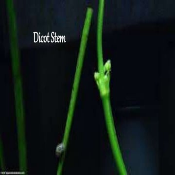 Dicot  stem