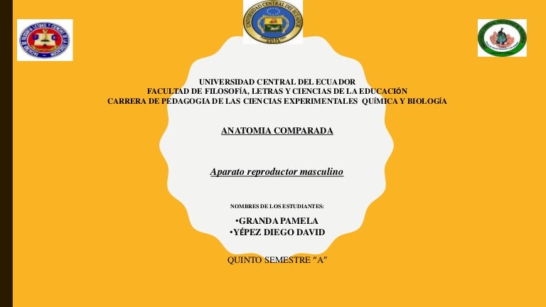 ¿cuáles son las razones centrales de la próstata letra