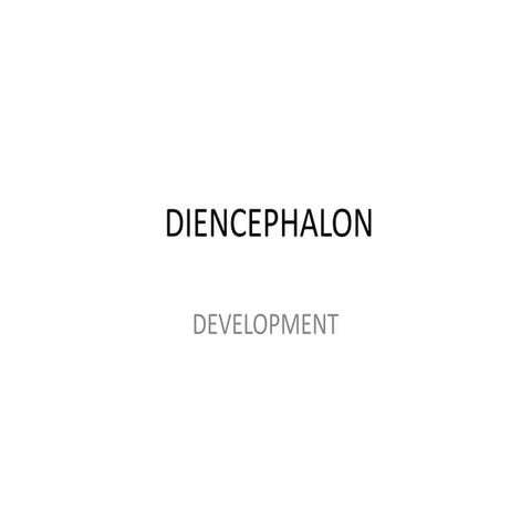 Diencephalon