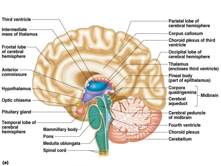 Diencephalon olfactory limbic system diagram 
