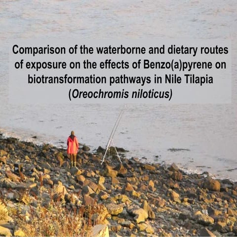 Envi: Comparison of the waterborne and dietary routes of exposure on the effe...