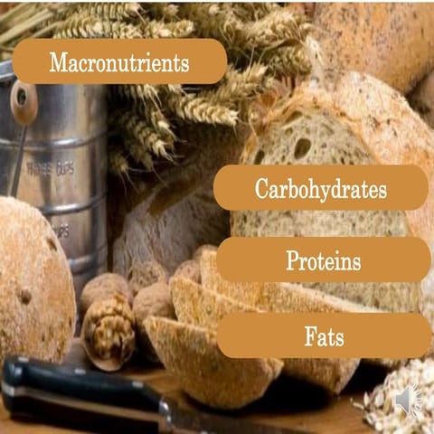 Diet and sports nutrition - macro nutrients