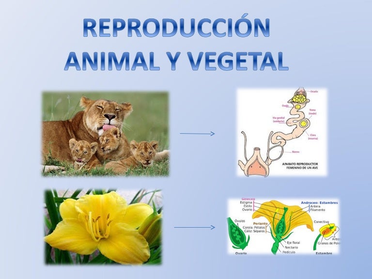 Diferencias y semejanzas en la reproducción