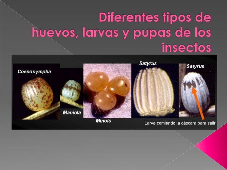 Diferentes tipos de huevos, larvas y pupas de insectos