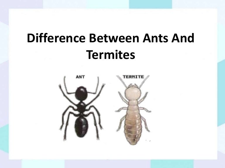 Difference Between Ants And Termites