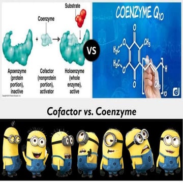 Difference between  coenzyme vs cofactor