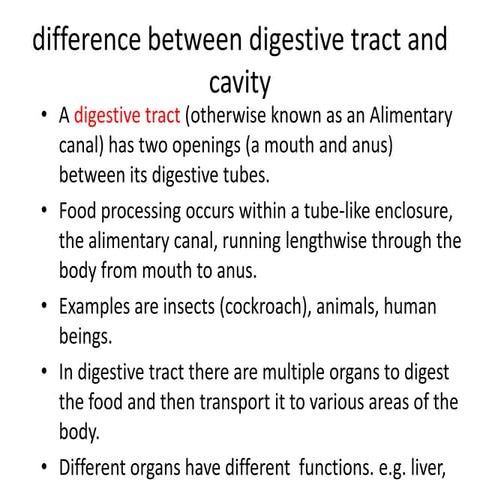 Difference between digestive tract and cavity