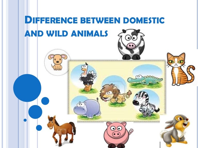 Difference between domestic and wild animals