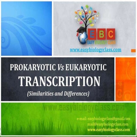 Difference between prokaryotic and eukaryotic transcription