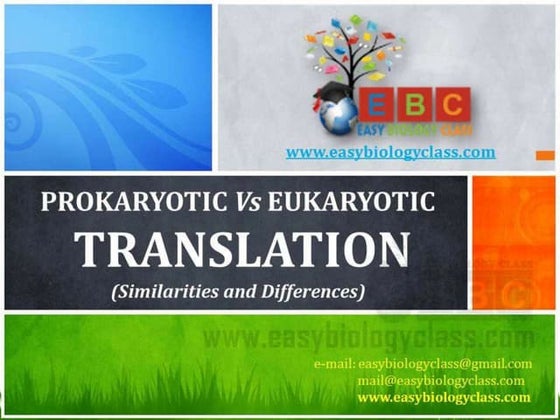 Translation in prokaryotes and eukaryotes | DOCX | Chemistry | Science