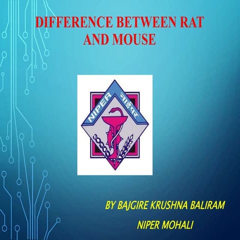 Difference between rat and mouse
