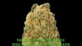 What is Indica and What Is Sativa M...