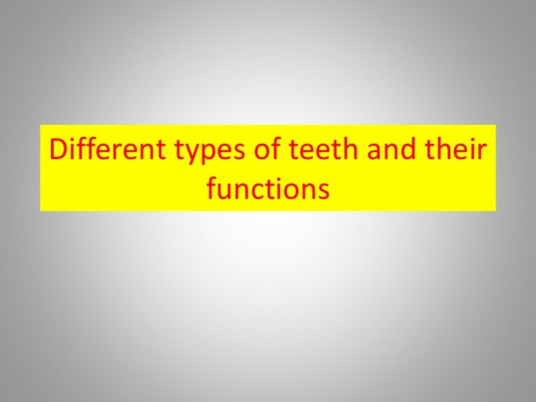 Different types of teeth and their functions