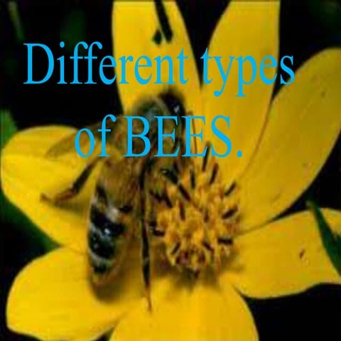 Different bees | PPTX