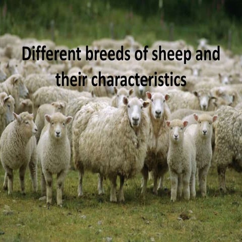 Different breeds of sheep and their characteristics 