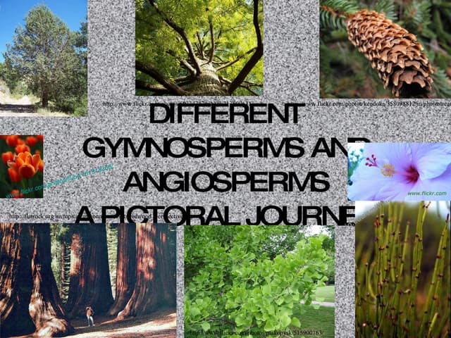 Different gymnosperms and angiosperms