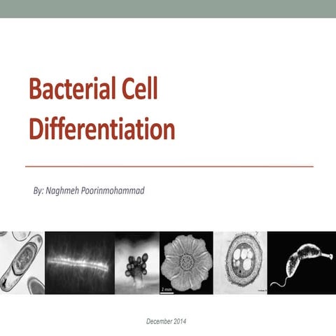 Bacterial Cell Differentiation