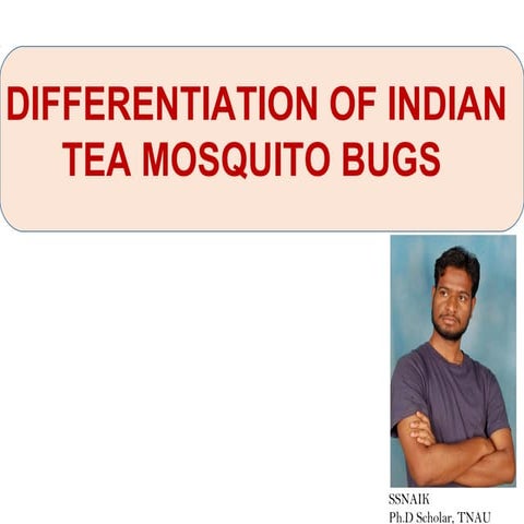 DIFFERENTIATION OF TEA MOSQUITO BUGS SSNAIK TNAU
