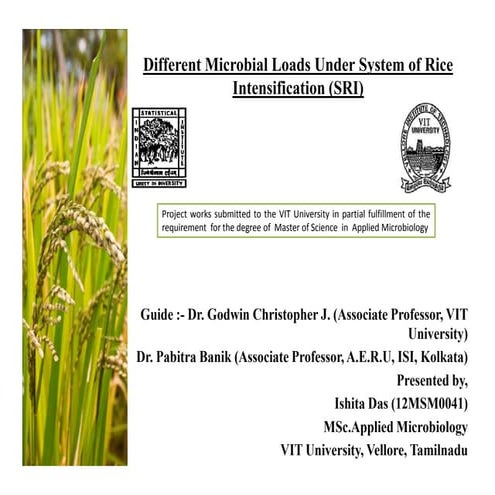 Different microbial loads under system of rice intensification (sri)   copy p...