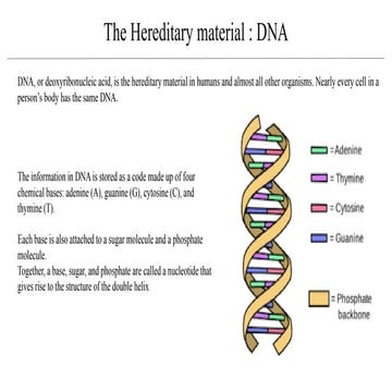 Different Forms of DNA 