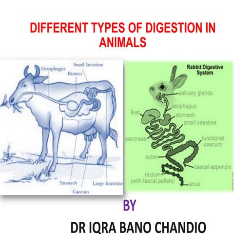 Different types of digestive system in animals.pdf