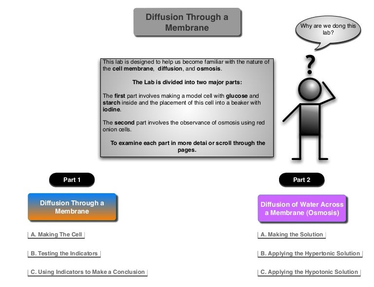 Diffusion Through A Membrane Lab